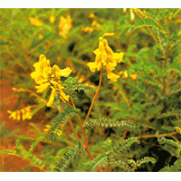 供应黄芪提取物，木兰花碱，氯化木兰花碱，碘化木兰花碱