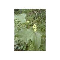 供应山药提取物，客西茄碱，麦角甾醇，赤芝酸LM1