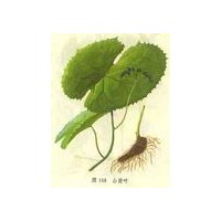 厂家供应鬼臼毒素Podophyllotoxin