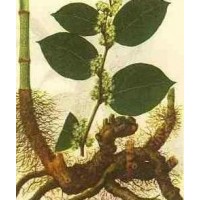 厂家供应白藜芦醇Resveratrol