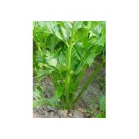 厂家供应芹菜素Apigenin