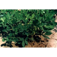 厂家供应木犀草素Luteolin