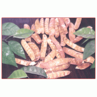 厂家供应没食子酸Gallic acid