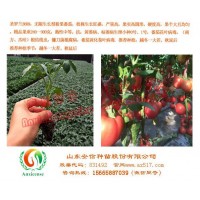 辽宁越冬番茄苗  优选安信种苗  知名品牌品质有保证