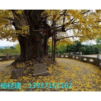 YB古树防雷的避雷针和避雷装置 河南CMA防雷检测资质