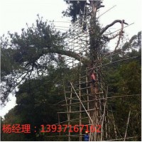 GFL四角避雷塔安装郁葱古树防雷施工河南YB特种防雷资质公司