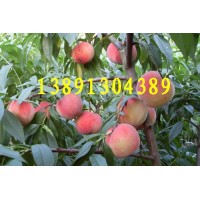 早熟毛桃价格-陕西万亩620毛桃,新颖毛桃沙红桃产地上市价格