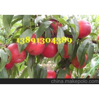 46-28油桃价格-陕西万亩46-28油桃,黄壤48油桃行情