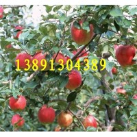 陕西秦阳苹果基地批发,嘎啦苹果,美八苹果产地大量上市