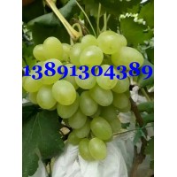 青提葡萄价格-陕西万亩青提葡萄产地大量上市