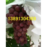 红提葡萄基地-陕西万亩优质红提葡萄产地大量上市