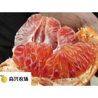 媛红椪柑 优质媛红枝条价格