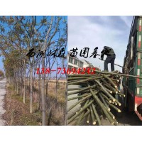 5-6公分栾树价格, 8公分10公分12公分15公分栾树