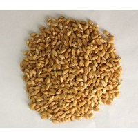 富硒小麦种植技术喷施硒无忧富硒营养液小麦灌浆期有机硒含量不低于300ug