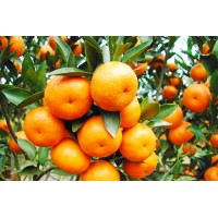 富硒柑橘价格富硒橘子生产技术富硒橘子厂家有机芦柑种植技术