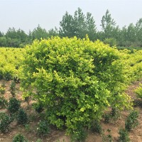 好景园林大量出售金叶女贞球 黄叶女贞苗 金森女贞苗