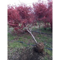 好景园林常年出售各种规格红枫树苗,美国红枫 日本红枫