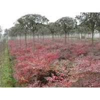 基地直销常年供应各种优质南天竹-规格齐全-货源充足
