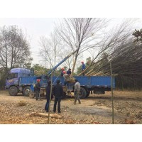 常年供应米径2~15公分的优质红榉树,规格齐全,货源充足