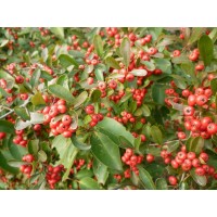 苗圃常年供应优质火棘苗,H30-250公分规格齐全,基地直销,量大优惠