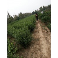基地常年直销优质卫矛球,冠幅20公分—1米5的大小球应有尽有基地直供量大优惠