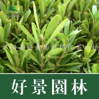 好景园林常年出售各种规格雀舌黄杨苗、基地直销、价格低、质量好