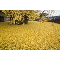 好景园林常年一站式供应米径2-40公分的银杏树