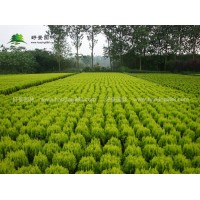 苗圃常年直销优质洒金柏球,规格齐全,货源充足,基地直供,量大优惠