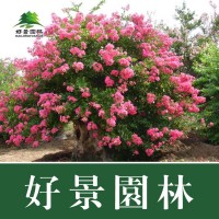 基地常年直销2-15公分优质百日红紫薇