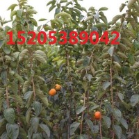 甜柿子苗价格-基地直供1-5公分优质柿子苗