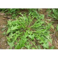 哪里可以学习芽苗菜的种植方法-益康园
