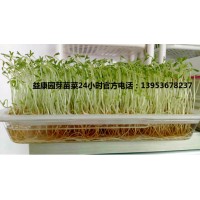 种植芽苗菜是加盟好还不是不加盟好-益康园