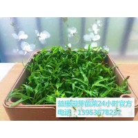 2020无土栽培技术培训学校-益康园