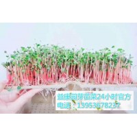 哪里可以学习芽苗菜的种植方法-益康园