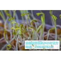 无土花生芽苗菜种植技术-益康园芽苗菜