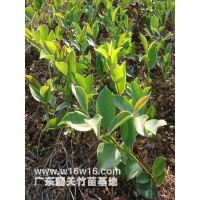 供应商供应优质白花油茶苗