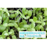 怎么样生产芽苗菜益康园