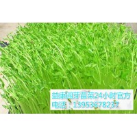 怎样制作芽苗菜-益康园芽苗菜