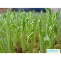 无公害芽苗菜投资-益康园