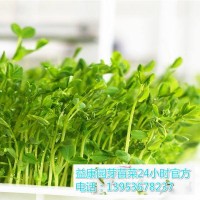 菜立方室内芽苗菜种植