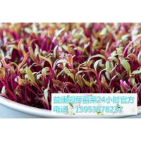 100平方米芽苗菜利润能够有多大