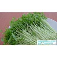 100平方米芽苗菜的利润