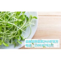 100平方米芽苗菜的利润多少