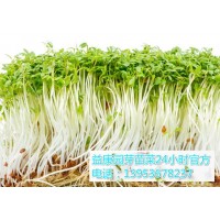 100平方米芽苗菜利润能够有多少钱