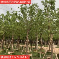 香樟树绿化苗木驱蚊虫四季常青漳州基地直销
