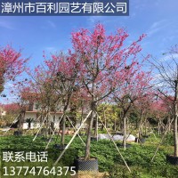 福建山樱花观赏性强园林景观庭院种植漳州基地直销多规格供应