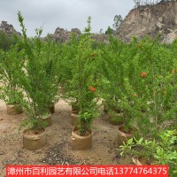 红花石榴树喜庆吉祥花庭院街道绿化苗木漳州基地直销