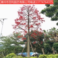 澳洲火焰木行道树风景树绿化工程漳州基地直销