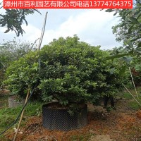杨梅树常绿乔木小区绿化庭院种植漳州基地直销