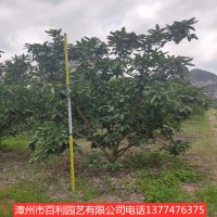 柚子树常绿乔木庭院种植多规格供应漳州基地直销